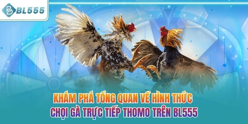 Khám phá tổng quan về hình thức chọi gà trực tiếp Thomo trên BL555