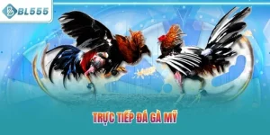 Trực Tiếp Đá Gà Mỹ BL555| Khám Phá Sảnh Chọi Kê Đỉnh Cao